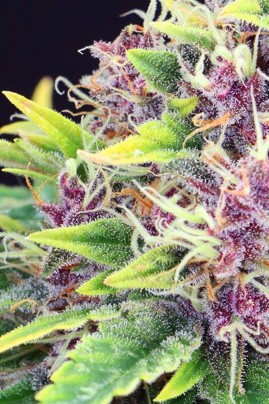 Cannabissamen Purple Kush feminisiert von Kannabia für Indoor und Outdoor – Bild 3