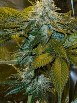 Speed Queen Regulär