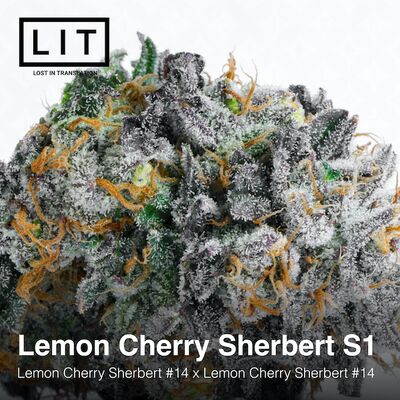 Lemon Cherry Sherbert S1