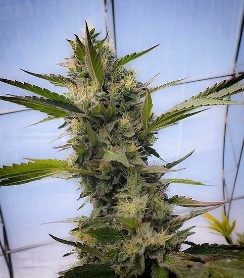 Garlic Stash #21 Regular cannabis seeds by Dragons Flame Genetics for indoor and outdoor – image 2
