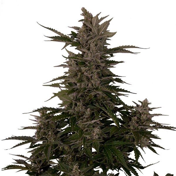 Cannabissamen Auto Royal Critical feminisiert von Royal Queen Seeds für Indoor und Outdoor – Bild 2