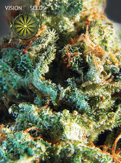 Silver Haze feminised cannabis seeds by Vision Seeds for indoor and outdoor – image 2