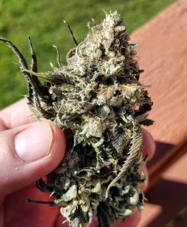 Cannabissamen Sunshine Biscuits Regulär von Lucky Dog Cannabis Co. für Indoor und Outdoor – Bild 5