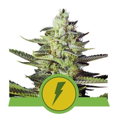 Auto North Thunderfuck
