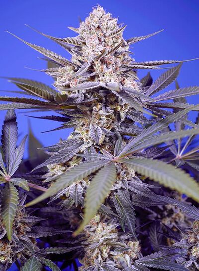 Auto Pineapple Slush XL
