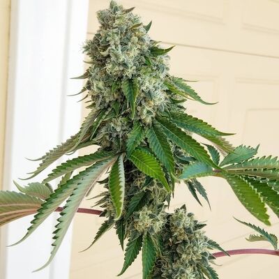 Chem Fuego Régulier