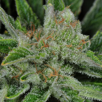 Ghost Train Haze #1