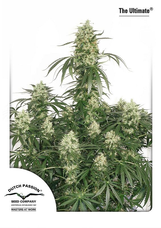 The Ultimate feminised cannabis seeds by Dutch Passion for indoor and outdoor – image 2