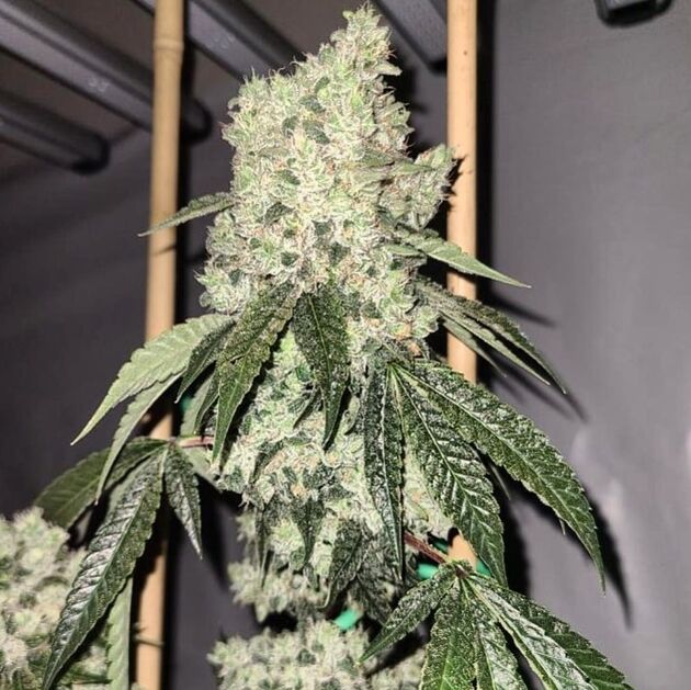Cannabissamen Goji Dog Regulär von Lucky Dog Cannabis Co. für Indoor und Outdoor – Bild 3