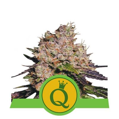 Auto Purple Queen