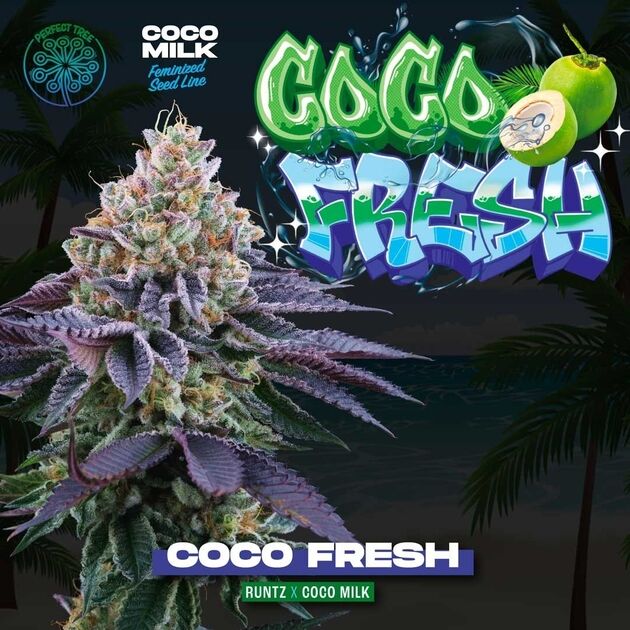 Graines de cannabis Coco Fresh féminisées de Perfect Tree Seeds pour intérieur et extérieur – image 2
