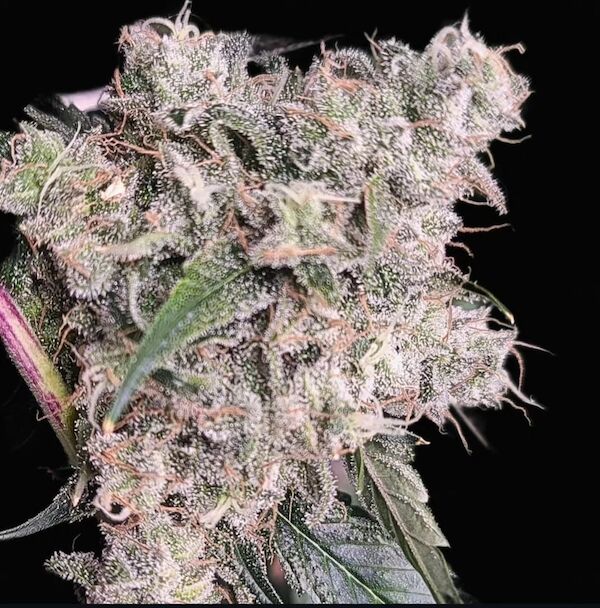 Cannabissamen Diesel Poison Regulär von Lucky Dog Cannabis Co. für Indoor und Outdoor – Bild 4