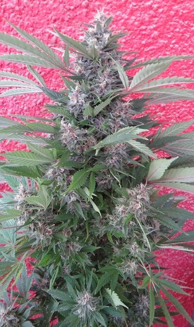 Graines de cannabis Bubba Kush x PCK Régulier de Ace Seeds pour intérieur et extérieur – image 3