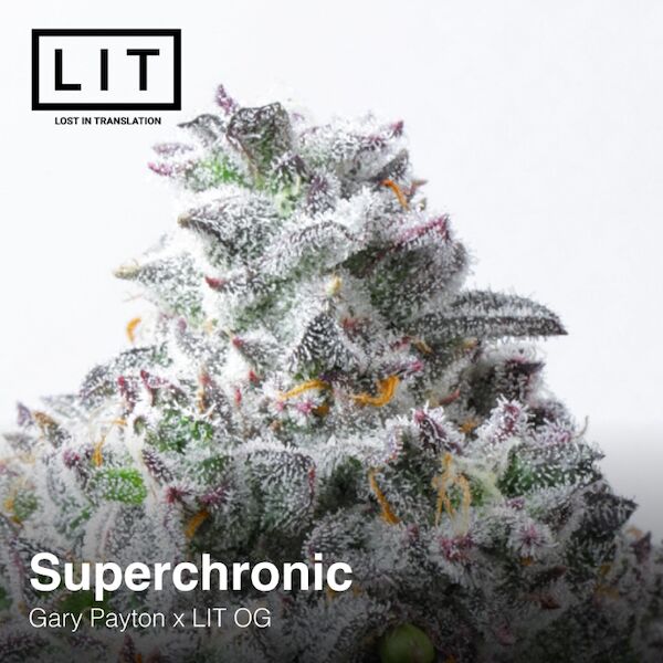 Super Chronic feminised cannabis seeds by LIT Farms – image 4