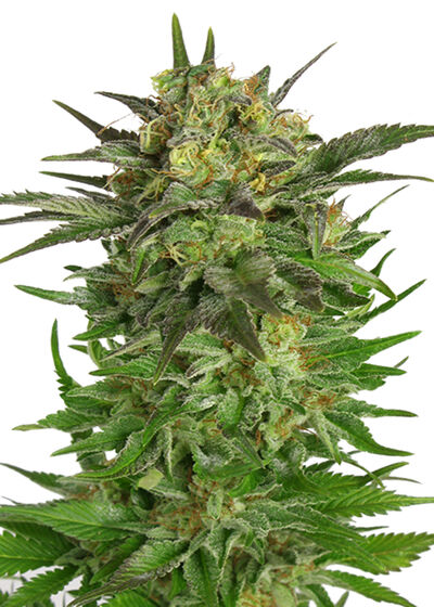 Haze Berry