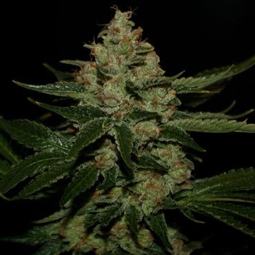Underdawg OG