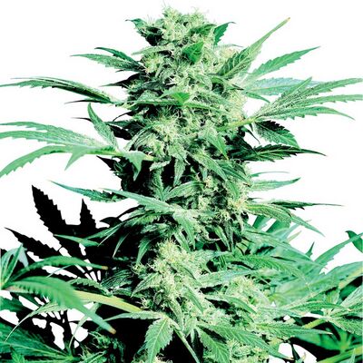 Shiva Skunk