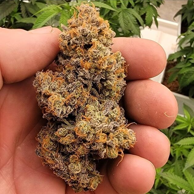 Cannabissamen Old Yogo Regulär von Lucky Dog Cannabis Co. für Indoor und Outdoor – Bild 4