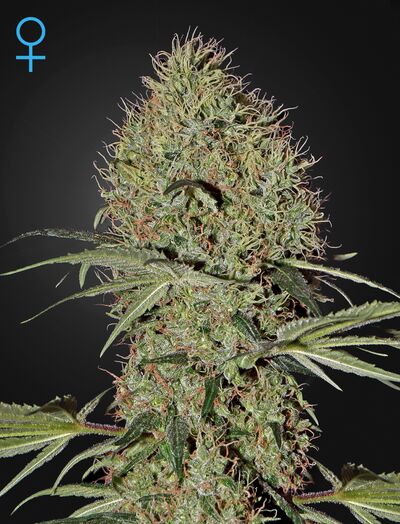 Auto Super Bud