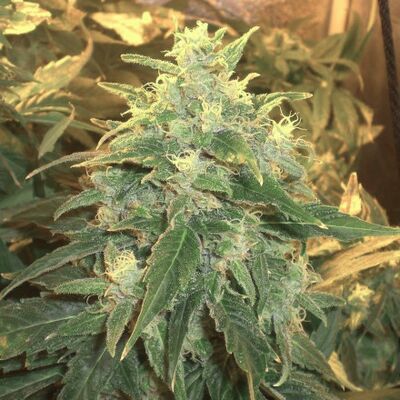 Northern Light