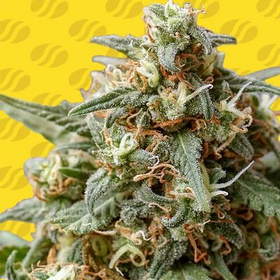Auto OG Eddy Lepp