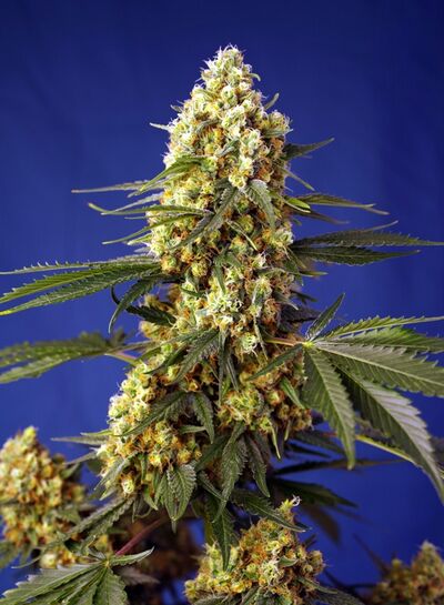 Auto Strawberry Banana Gelato XL