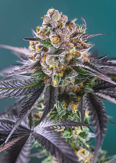 Auto Red Strawberry Banana