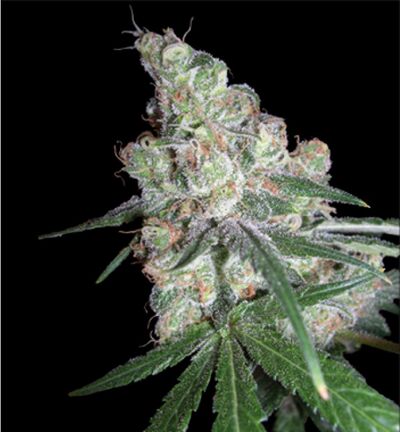 Chocolope aka D-Line