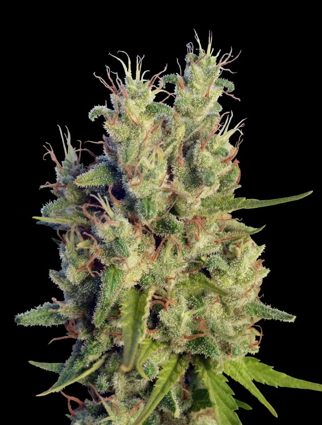 Graines de cannabis Super Malawi Haze Standard Régulier de Ace Seeds pour intérieur et extérieur – image 3