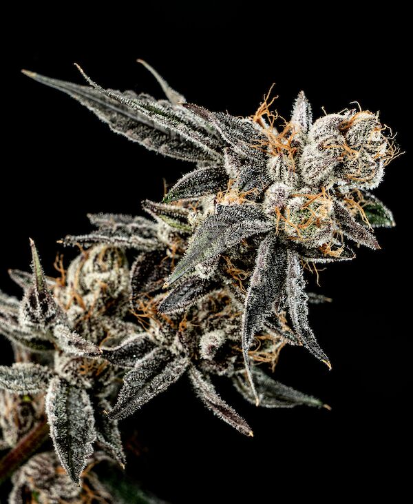 Gelato Punch feminised cannabis seeds by Elev8 Seeds for indoor and outdoor – image 3