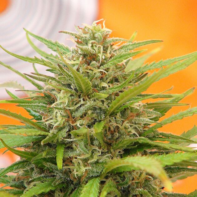Graines de cannabis Super AK féminisées de Kannabia pour intérieur et extérieur – image 2