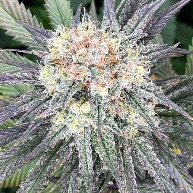 Highway Harmony Regular cannabis seeds by Karma Genetics for indoor and outdoor – image 2