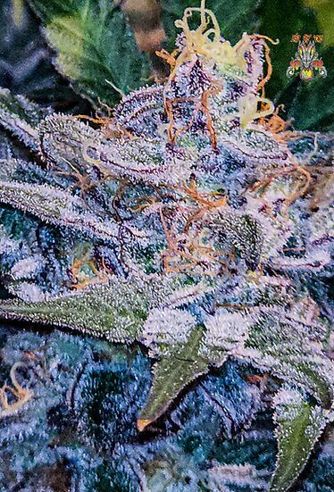 Haole Moonshine Regular