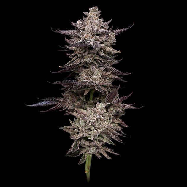 Cannabissamen El Valle Haze feminisiert von Compound Genetics für Indoor und Outdoor – Bild 2
