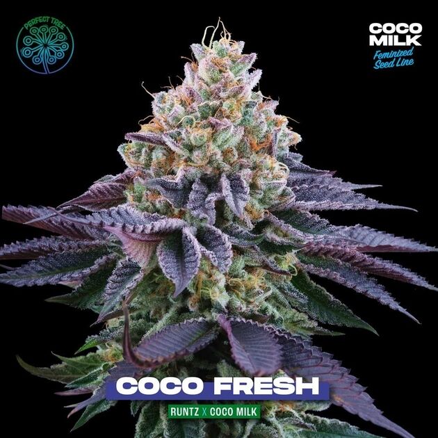 Graines de cannabis Coco Fresh féminisées de Perfect Tree Seeds pour intérieur et extérieur – image 3