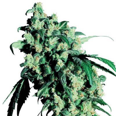 Super Skunk