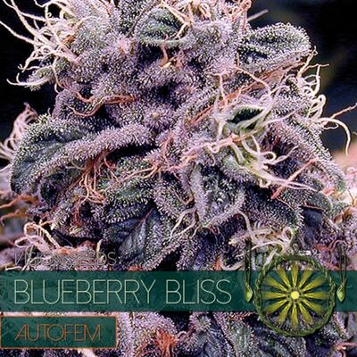 Auto Blueberry Bliss