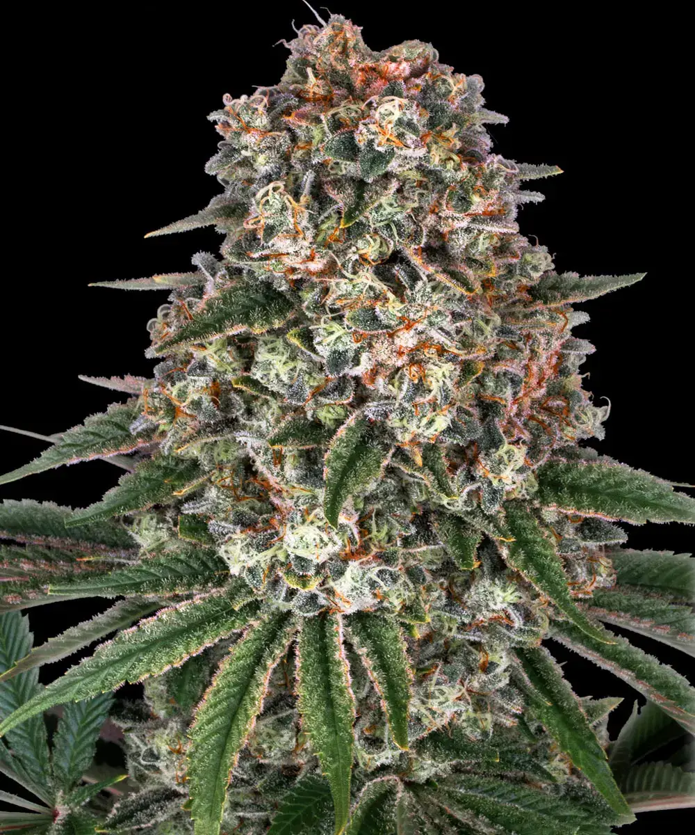 Cannabissamen Tropicanna Banana feminisiert von Barney's Farm für Indoor und Outdoor