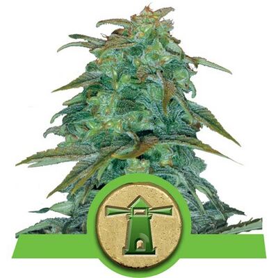 Auto Royal Haze