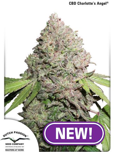 CBD Charlotte's Angel