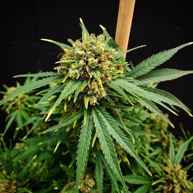Cannabissamen NORDLE Regulär von Mr. Nice für Indoor und Outdoor