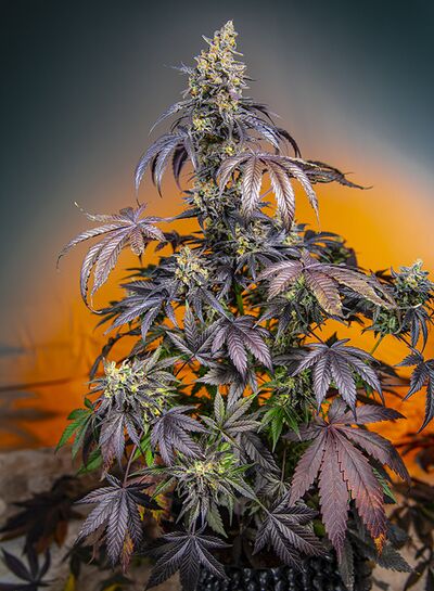 Auto Red Gorilla Girl XL