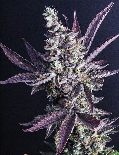 Modified Macberry Moonshine BX1 via Cherry Pie Regular