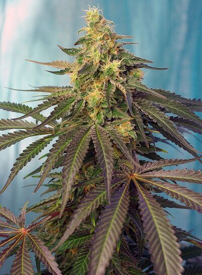 Cream Caramel CBD