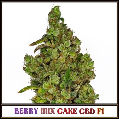 Berry Mix Cake CBD F1 Regular