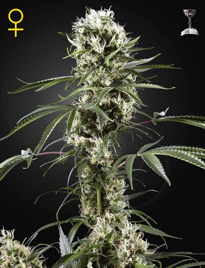Super Lemon Haze
