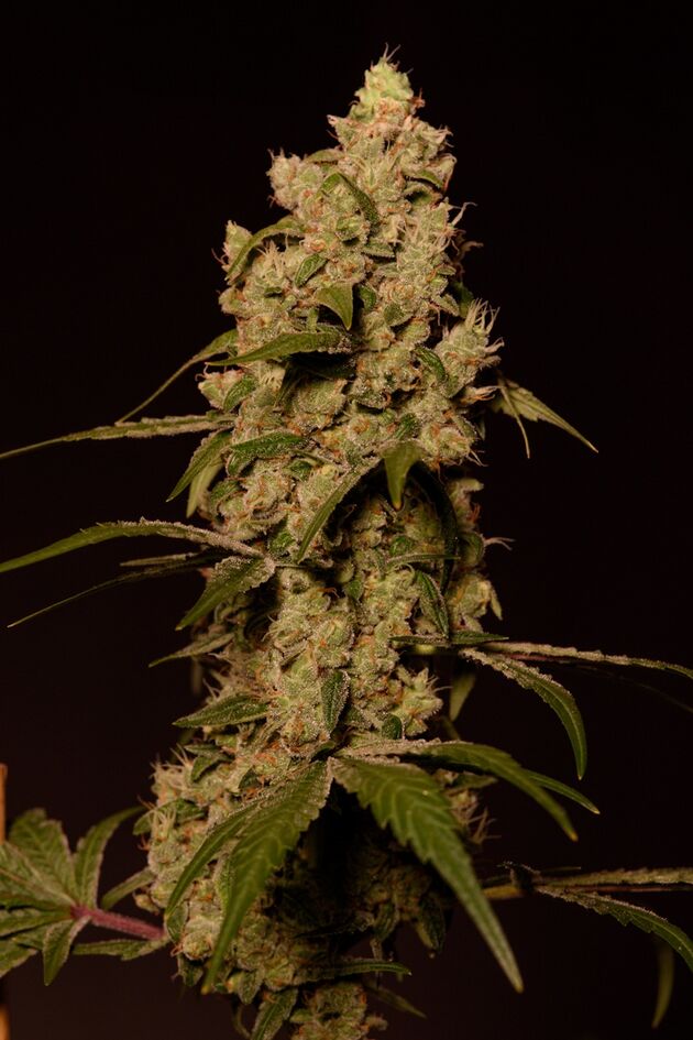 Cannabissamen Sunset Sherbert feminisiert von Helvetic Seeds für Indoor und Outdoor – Bild 2