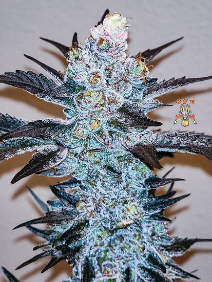 Haole Moonshine Regular cannabis seeds by Dragons Flame Genetics for indoor and outdoor – image 2