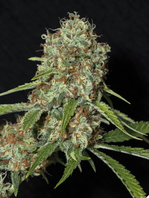 Graines de cannabis Jamaican Dream CBD féminisées de Eva Female Seeds pour intérieur et extérieur – image 2