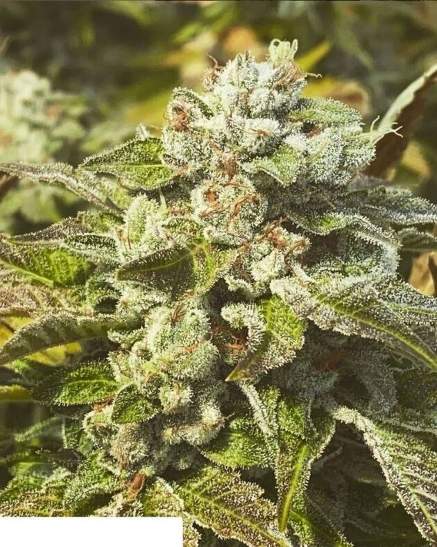 Cannabissamen Dog Patch Regulär von Lucky Dog Cannabis Co. für Indoor und Outdoor – Bild 5